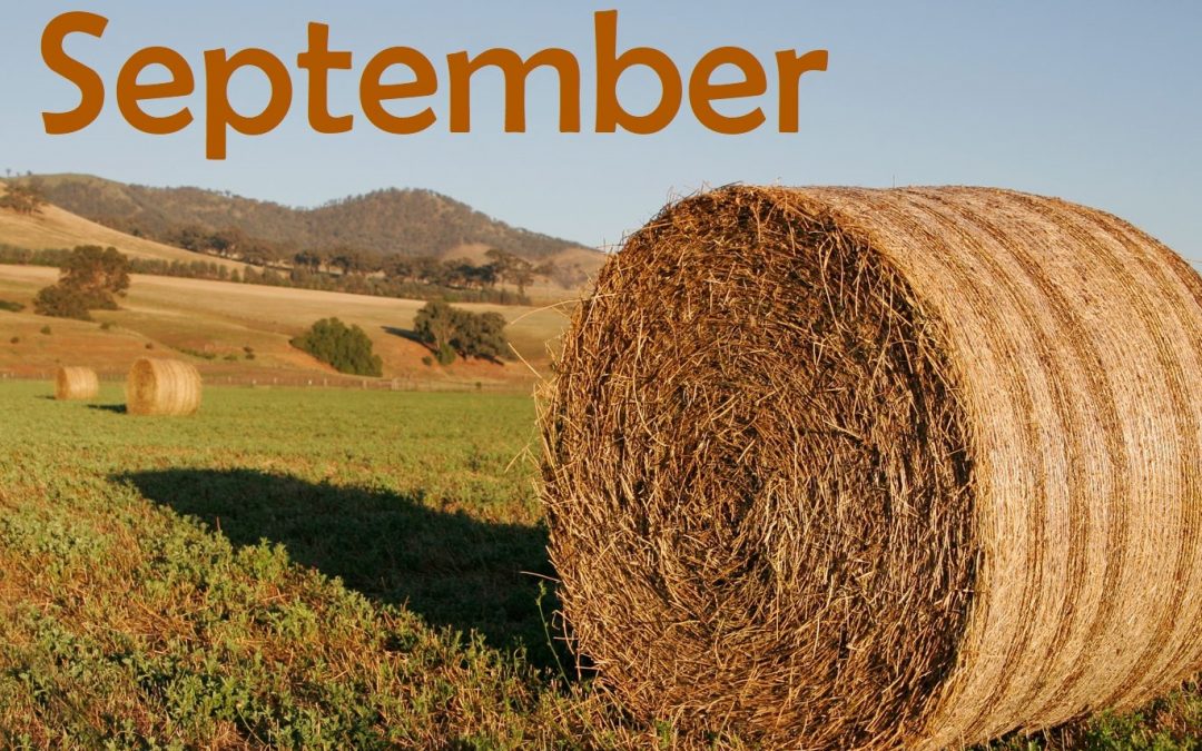 Activity Calendar with Newsletter & Menu Calendar – September 2017